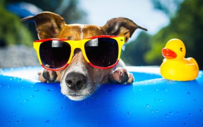 Helfe deinem inneren Schweinehund und er hilft dir